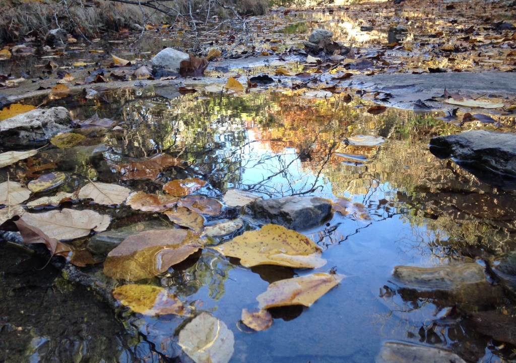 Lost Maples State Park